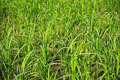 《赛博朋克2077》免费DLC和扩展名称泄漏 新地点新任务